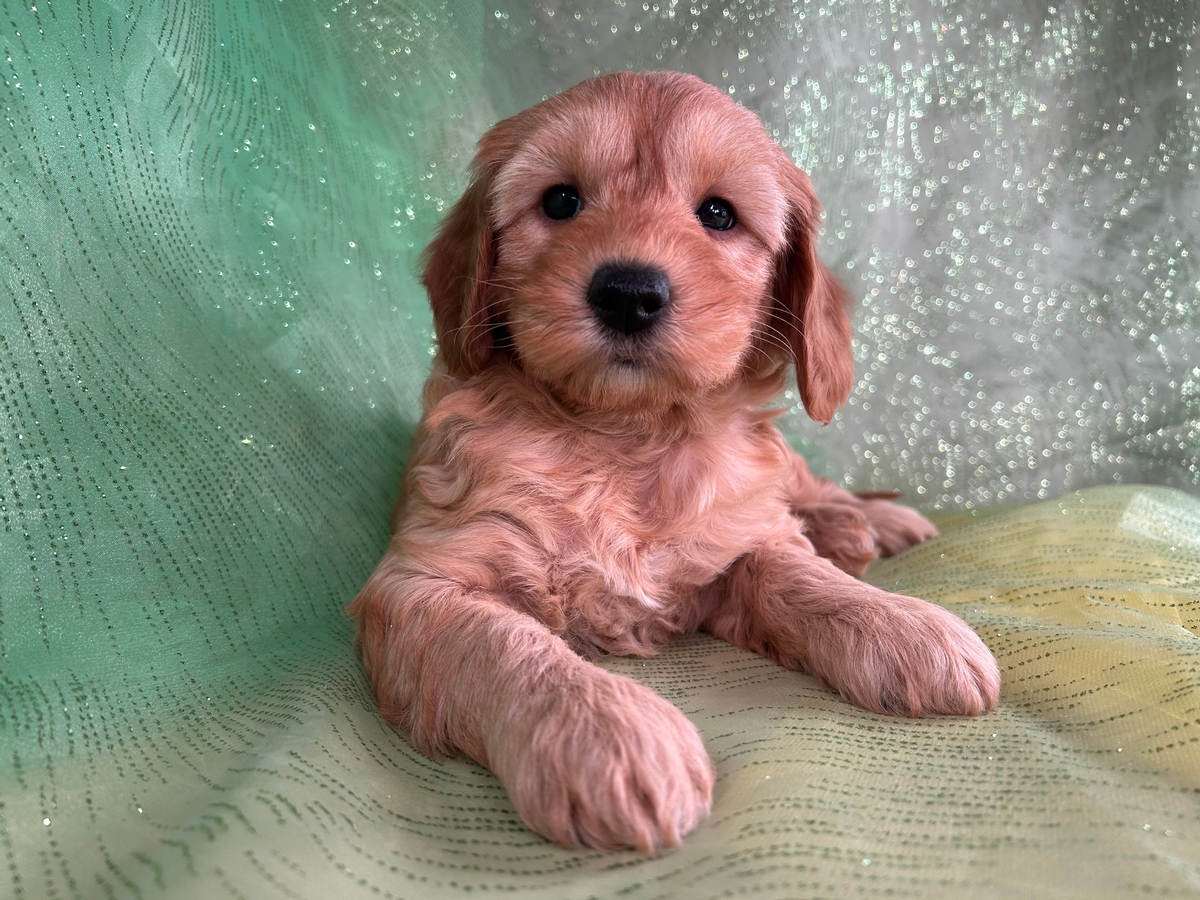 Male Mini Goldendoodle Puppy for Sale in Iowa DOB 1-18-2023 $1200